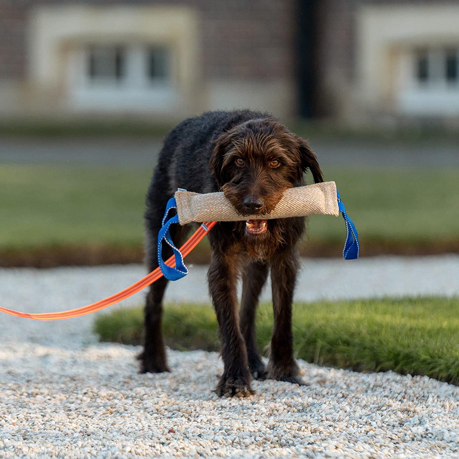 Dog Training Supplies
