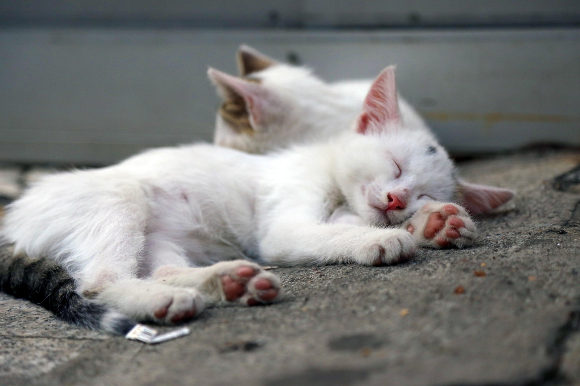 Cat Toys