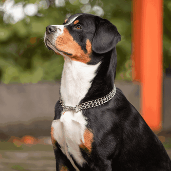 Herm Sprenger Check Chain Dog Collars