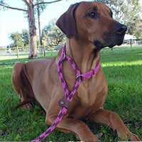 Mendota Martingale Leads