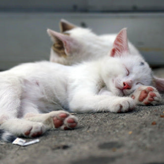 Cat Toys