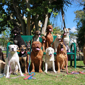 Mendota Slip Dog Leash