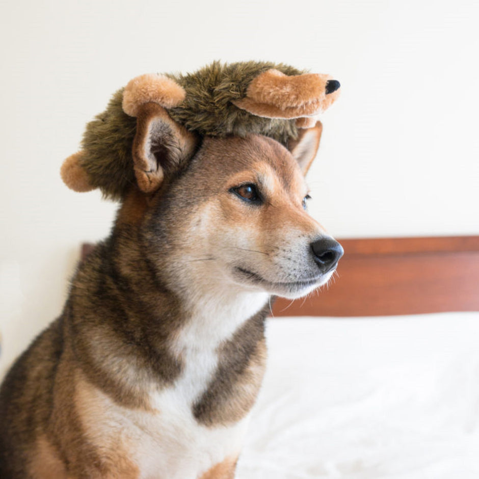 Zippy Paws Loopy Hedgehog Toy