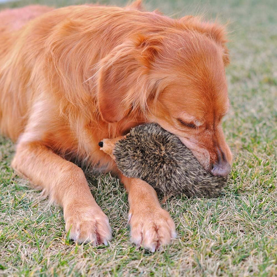 Zippy Paws Plush Hedgehog Toy