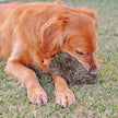 Zippy Paws Plush Hedgehog Toy