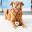 Outward Hound Tosserz Squeaking Monkey Dog Toy