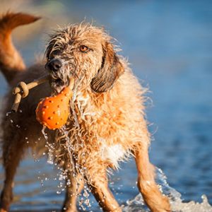 Major Dog Swimming Eddy, retrieval toys, fetch toys, natural rubber