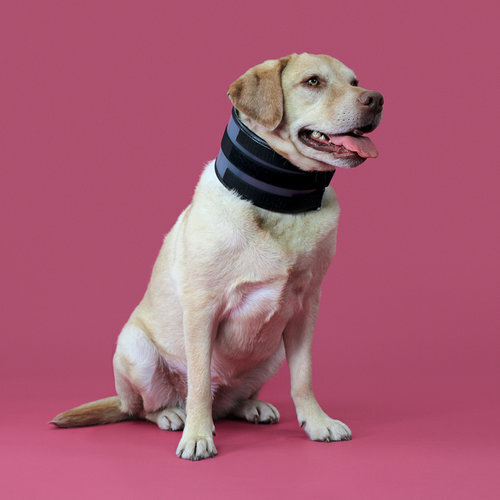Bite Free Cervical Recovery Collar