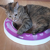 Hunter Interactive Pinball Cat Toy