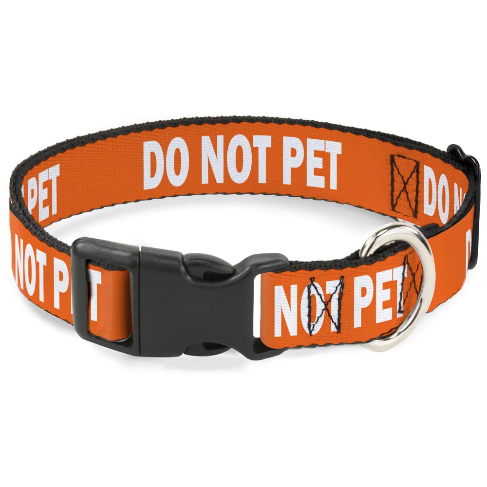 DO NOT PET Orange Collar be aware that dog is not approachable